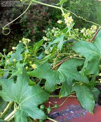 Attēlu rezultāti vaicājumam “Bryonia alba fruit”