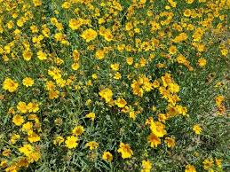 Image result for Coreopsis