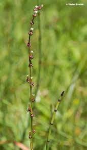 Attēlu rezultāti vaicājumam “Triglochin palustre”