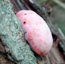 Attēlu rezultāti vaicājumam “Reticularia jurana”