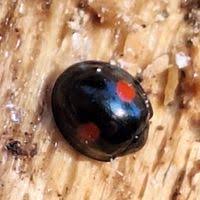 Attēlu rezultāti vaicājumam “Chilocorus renipustulatus”