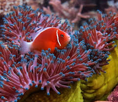 Attēlu rezultāti vaicājumam “Anemone”