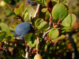 Attēlu rezultāti vaicājumam “Vaccinium uliginosum bud”