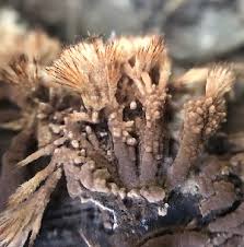 Attēlu rezultāti vaicājumam “Thelephora penicillata”