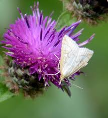Attēlu rezultāti vaicājumam “Udea lutealis”