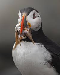 Image result for Fratercula arctica