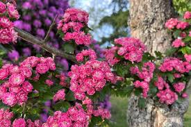 Attēlu rezultāti vaicājumam “Crataegus laevigata flower”
