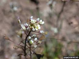 Attēlu rezultāti vaicājumam “Capsella bursa-pastoris bud”