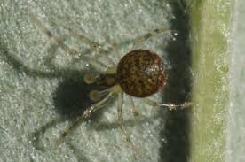 Attēlu rezultāti vaicājumam “Paidiscura pallens eggs”