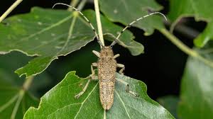 Attēlu rezultāti vaicājumam “Saperda carcharias”