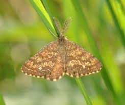 Attēlu rezultāti vaicājumam “Ematurga atomaria”