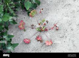 Attēlu rezultāti vaicājumam “Geranium pusillum leaf”