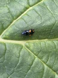 Attēlu rezultāti vaicājumam “Glischrochilus hortensis”