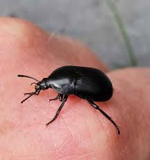 Attēlu rezultāti vaicājumam “Xylita laevigata”