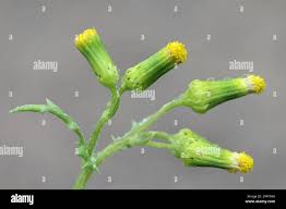 Attēlu rezultāti vaicājumam “Senecio vernalis bud”