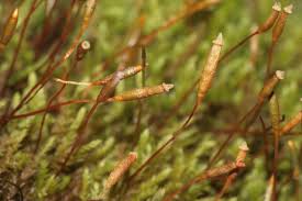 Attēlu rezultāti vaicājumam “Leskea polycarpa macro”