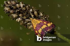Attēlu rezultāti vaicājumam “Pyrausta purpuralis”