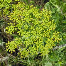 Attēlu rezultāti vaicājumam “Pastinaca sativa subsp. sylvestris leaf”