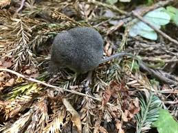 Attēlu rezultāti vaicājumam “Sorex sp.”