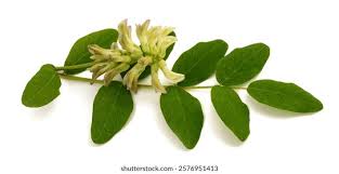 Attēlu rezultāti vaicājumam “Astragalus glycyphyllos”