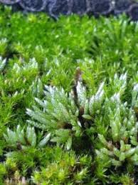 Attēlu rezultāti vaicājumam “Bryum funkii”