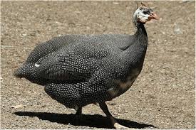 Attēlu rezultāti vaicājumam “Numida meleagris”