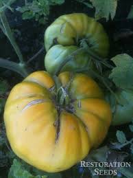 Afbeeldingsresultaat voor amana orange beefsteak tomato