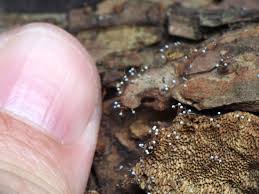 Attēlu rezultāti vaicājumam “Physarum album young”