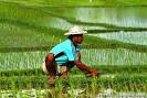 7junipers.com » Photo Wednesday: Bali Rice Farmer