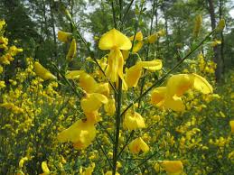 Attēlu rezultāti vaicājumam “Cytisus scoparius flower”