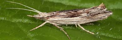 Attēlu rezultāti vaicājumam “Ypsolopha scabrella”