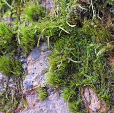 Attēlu rezultāti vaicājumam “Leiocolea rutheana sporophyte”