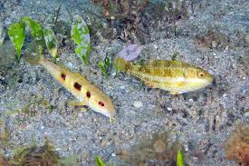 Image result for Pseudupeneus maculatus