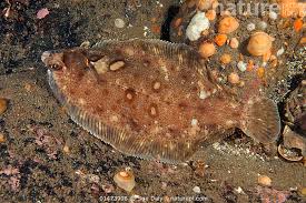 Image result for Platichthys flesus