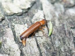 Attēlu rezultāti vaicājumam “Hylecoetus dermestoides male”