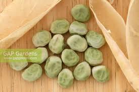 Attēlu rezultāti vaicājumam “Pisum sativum fruit”