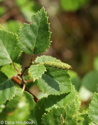 Attēlu rezultāti vaicājumam “Betula pubescens leaf”