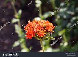 Attēlu rezultāti vaicājumam “Silene chalcedonica flower”