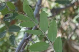 Attēlu rezultāti vaicājumam “Robinia neomexicana fruit”