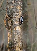 Attēlu rezultāti vaicājumam “Dendrocopos leucotos male”