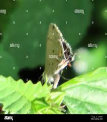 Attēlu rezultāti vaicājumam “Theclinae”