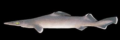 Image result for Scylliogaleus quecketti