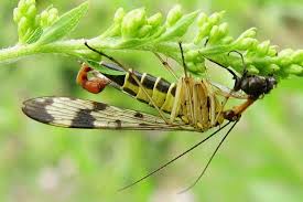 Attēlu rezultāti vaicājumam “Panorpa communis imago”