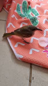 Image result for pheega