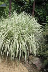 Attēlu rezultāti vaicājumam “Glyceria maxima”