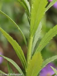 Image result for Leucanthemella serotina