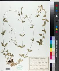 Attēlu rezultāti vaicājumam “Cerastium sylvaticum”