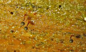 Attēlu rezultāti vaicājumam “Lycogala ustulatum sessile”