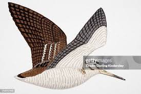 Attēlu rezultāti vaicājumam “Scolopax rusticola juvenile”