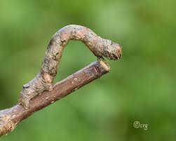 Attēlu rezultāti vaicājumam “Ectropis crepuscularia”